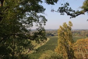 Château au coeur de vignobles à vendre près Bordeaux