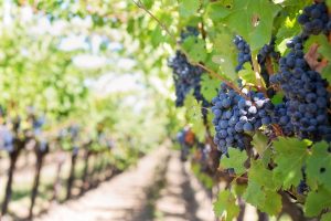 vendre un chateau viticole, vignes et vignobles à vendre en France
