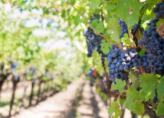 vendre un chateau viticole, vignes et vignobles à vendre en France