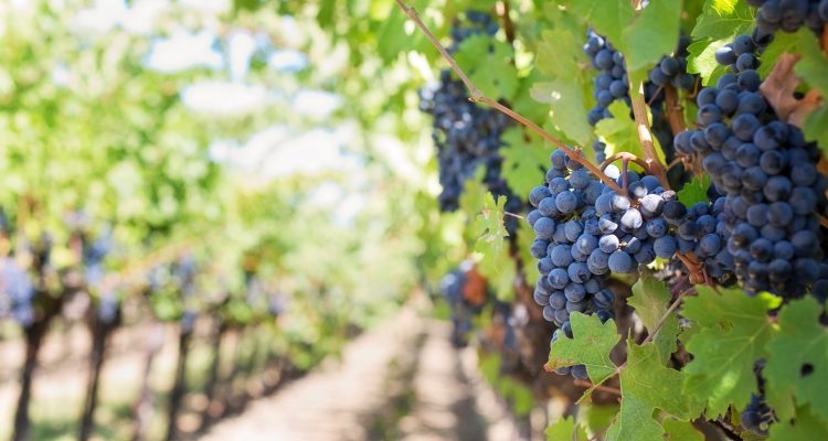 vendre un chateau viticole, vignes et vignobles à vendre en France