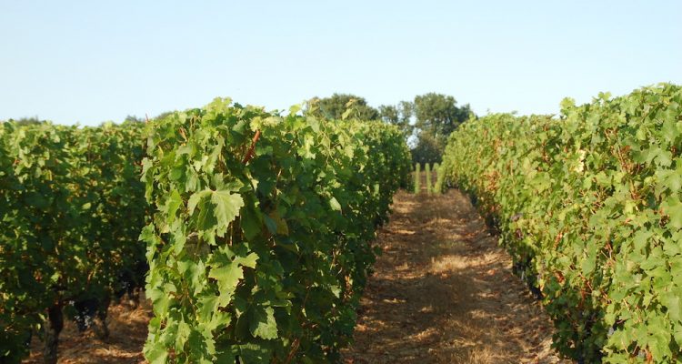 vente propriété viticole bordeaux