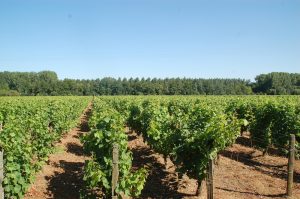 vente propriété viticole Barsac
