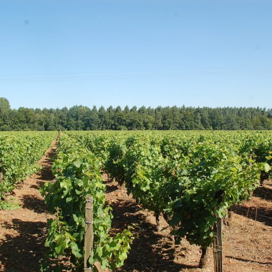 vente propriété viticole Barsac