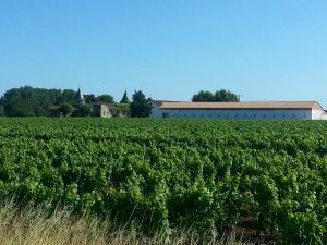 vente vignes Bordeaux