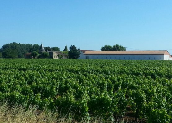 vente vignes Bordeaux