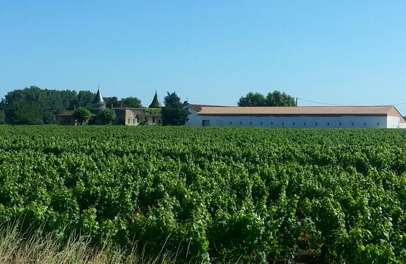 vente vignes Bordeaux