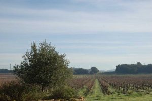 acheter vignoble corbieres