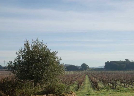 acheter vignoble corbieres