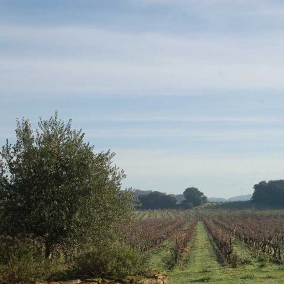 acheter vignoble corbieres
