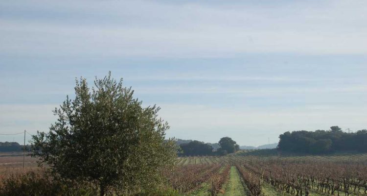 acheter vignoble corbieres