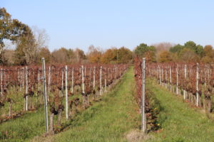 Propriété viticole en Bordeaux