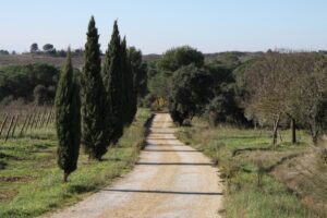 Propriete viticole dans l'aude