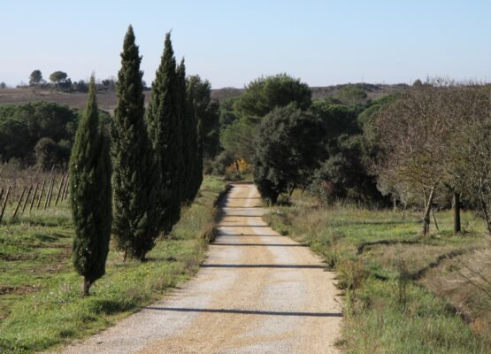 Propriete viticole dans l'aude