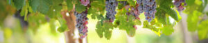 vignes-a-vendre
