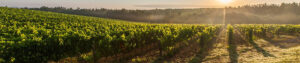 vignobles-a-vendre
