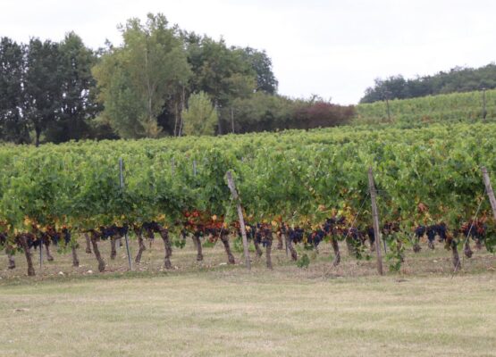 Rang de vigne