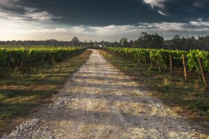 Vue de vignes