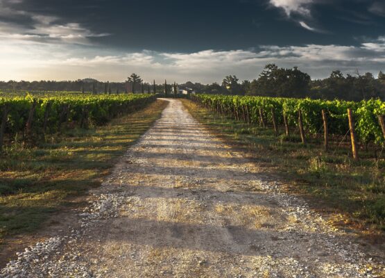 Vue de vignes