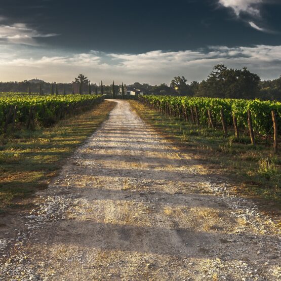 Vue de vignes