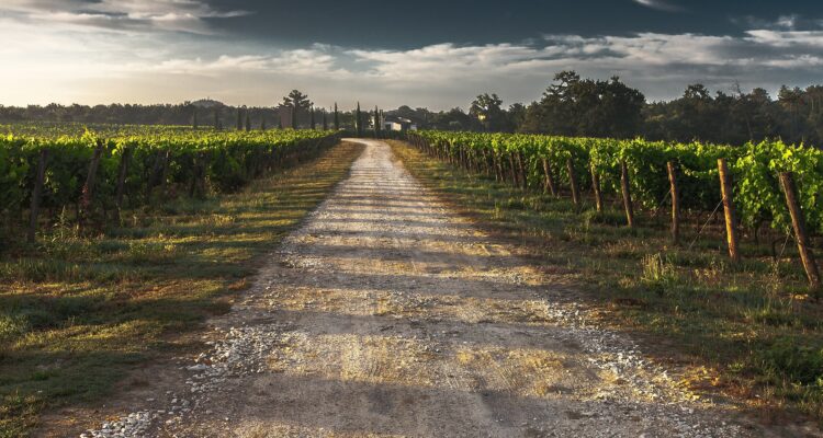 Vue de vignes