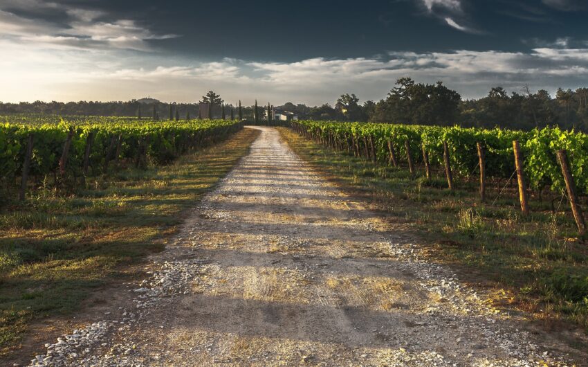 Vue de vignes