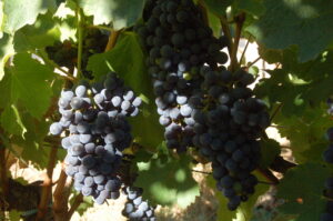 Propriété en Médoc