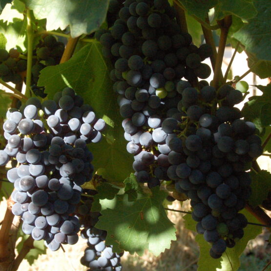 Propriété en Médoc