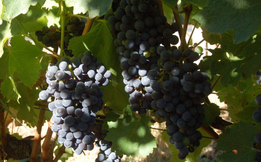Propriété en Médoc